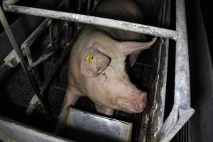 Farrowing crates at Huntly Piggery NSW - Australian pig farming - Captured at Huntly Piggery, Huntly North VIC Australia.