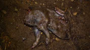 Pile of dead pigs outside - Australian pig farming - Captured at Yelmah Piggery, Magdala SA Australia.