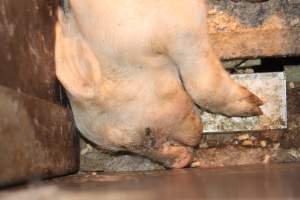 Farrowing crates at Bungowannah Piggery NSW - Australian pig farming - Captured at Bungowannah Piggery, Bungowannah NSW Australia.