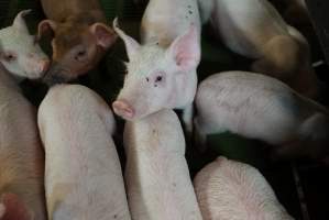 Weaner piglets - Australian pig farming - Captured at Yelmah Piggery, Magdala SA Australia.