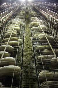 Wide view of huge sow stall shed from above - Australian pig farming - Captured at Grong Grong Piggery, Grong Grong NSW Australia.