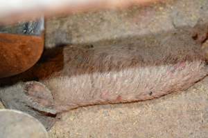 Piglets with mange - Australian pig farming - Captured at Korunye Park Piggery, Korunye SA Australia.