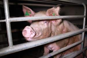 Farrowing crates at Girgarre Piggery VIC - Australian pig farming - Captured at Girgarre Piggery, Girgarre VIC Australia.