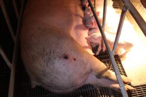 Farrowing crates at St Arnaud Piggery VIC - Australian pig farming - Captured at St Arnaud Piggery Units 2 & 3, St Arnaud VIC Australia.