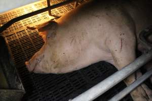 Farrowing crates at Sheaoak Piggery SA - Australian pig farming - Captured at Sheaoak Piggery, Shea-Oak Log SA Australia.