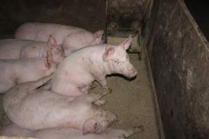 Grower pens underneath farrowing crates - Australian pig farming - Captured at Willawa Piggery, Grong Grong NSW Australia.