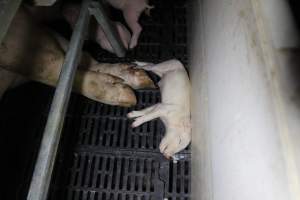 Farrowing crates at Sheaoak Piggery SA - Australian pig farming - Captured at Sheaoak Piggery, Shea-Oak Log SA Australia.