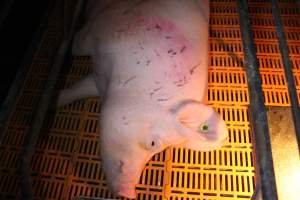 Sow with scratches and cuts - Australian pig farming - Captured at Wasleys Piggery, Pinkerton Plains SA Australia.