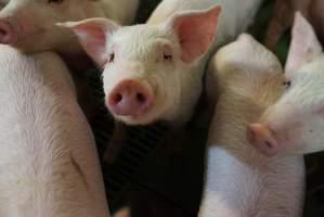 Weaner piglets - Australian pig farming - Captured at Yelmah Piggery, Magdala SA Australia.