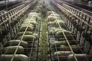 Wide view of huge sow stall shed from above - Australian pig farming - Captured at Grong Grong Piggery, Grong Grong NSW Australia.