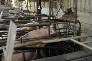 Farrowing crates at Nambeelup Piggery WA - Australian pig farming - Captured at Nambeelup Piggery, Nambeelup WA Australia.