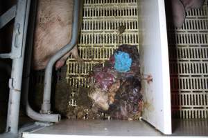 Farrowing crates at Wasleys Tailem Bend Piggery SA - Australian pig farming - Captured at Tailem Bend Piggery, Tailem Bend SA Australia.