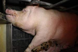 Farrowing crates at Wasleys Tailem Bend Piggery SA - Australian pig farming - Captured at Tailem Bend Piggery, Tailem Bend SA Australia.