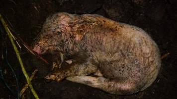 Pile of dead pigs outside - Australian pig farming - Captured at Yelmah Piggery, Magdala SA Australia.