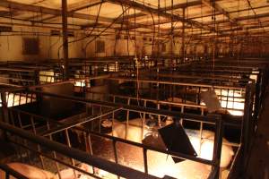 Looking across farrowing shed - Australian pig farming - Captured at Bungowannah Piggery, Bungowannah NSW Australia.