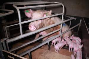 Farrowing crates at Girgarre Piggery VIC - Australian pig farming - Captured at Girgarre Piggery, Girgarre VIC Australia.