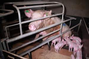 Farrowing crates at Girgarre Piggery VIC - Australian pig farming - Captured at Girgarre Piggery, Kyabram VIC Australia.