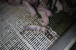 Farrowing crates at Dublin Piggery SA - Australian pig farming - Captured at Dublin Piggery, Dublin SA Australia.