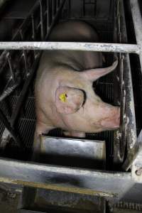 Farrowing crates at Huntly Piggery NSW - Australian pig farming - Captured at Huntly Piggery, Huntly North VIC Australia.