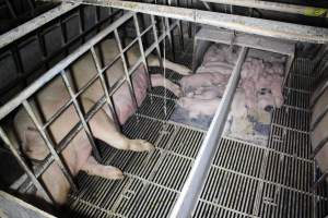 Farrowing crates at Huntly Piggery NSW - Australian pig farming - Captured at Huntly Piggery, Huntly North VIC Australia.