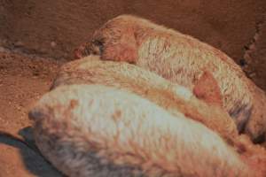 Piglets with mange - Australian pig farming - Captured at Korunye Park Piggery, Korunye SA Australia.