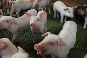 Weaner piglets - Australian pig farming - Captured at Yelmah Piggery, Magdala SA Australia.