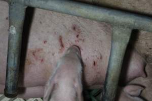 Farrowing crates at Dublin Piggery SA - Australian pig farming - Captured at Dublin Piggery, Dublin SA Australia.