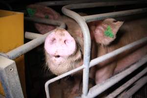 Farrowing crates at Girgarre Piggery VIC - Australian pig farming - Captured at Girgarre Piggery, Girgarre VIC Australia.