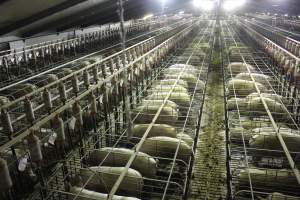 Wide view of huge sow stall shed from above - Australian pig farming - Captured at Grong Grong Piggery, Grong Grong NSW Australia.