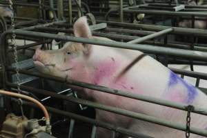 Farrowing crates at Nambeelup Piggery WA - Australian pig farming - Captured at Nambeelup Piggery, Nambeelup WA Australia.