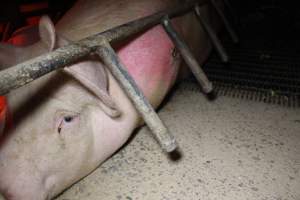 Sow with pressure sore - Australian pig farming - Captured at Finniss Park Piggery, Mannum SA Australia.