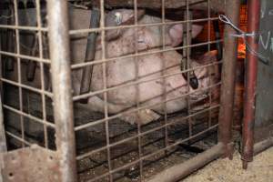 Farrowing crates at Willawa Piggery NSW - Australian pig farming - Captured at Willawa Piggery, Grong Grong NSW Australia.