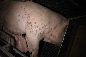 Sow with cuts and scratches - Australian pig farming - Captured at Sheaoak Piggery, Shea-Oak Log SA Australia.