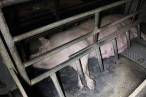 Farrowing crates at Deni Piggery NSW - Australian pig farming - Captured at Deni Piggery, Deniliquin NSW Australia.