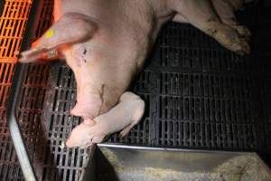 Farrowing crates at Sheaoak Piggery SA - Australian pig farming - Captured at Sheaoak Piggery, Shea-Oak Log SA Australia.