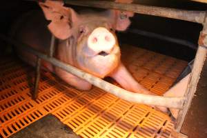 Farrowing crates at Wasleys Piggery SA - Australian pig farming - Captured at Wasleys Piggery, Pinkerton Plains SA Australia.