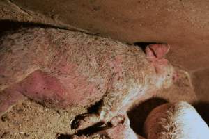 Piglets with mange - Australian pig farming - Captured at Korunye Park Piggery, Korunye SA Australia.