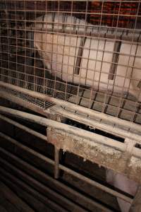 Grower pens underneath farrowing crates - Australian pig farming - Captured at Willawa Piggery, Grong Grong NSW Australia.