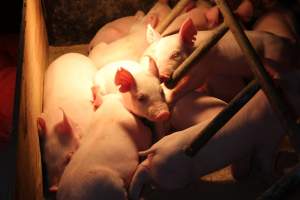 Farrowing crates at Finniss Park Piggery SA - Australian pig farming - Captured at Finniss Park Piggery, Mannum SA Australia.