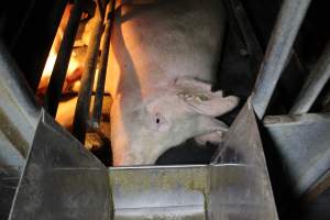 Farrowing crates at Deni Piggery NSW - Australian pig farming - Captured at Deni Piggery, Deniliquin NSW Australia.