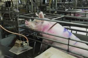 Farrowing crates at Nambeelup Piggery WA - Australian pig farming - Captured at Nambeelup Piggery, Nambeelup WA Australia.