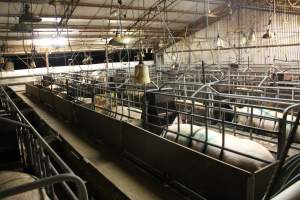 Farrowing crates at Wasleys Tailem Bend Piggery SA - Australian pig farming - Captured at Tailem Bend Piggery, Tailem Bend SA Australia.