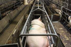 Farrowing crates at Wasleys Tailem Bend Piggery SA - Australian pig farming - Captured at Tailem Bend Piggery, Tailem Bend SA Australia.