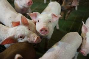 Weaner piglets - Australian pig farming - Captured at Yelmah Piggery, Magdala SA Australia.