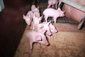 Farrowing crates at Girgarre Piggery VIC - Australian pig farming - Captured at Girgarre Piggery, Girgarre VIC Australia.