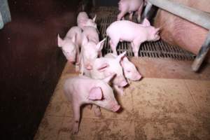 Farrowing crates at Girgarre Piggery VIC - Australian pig farming - Captured at Girgarre Piggery, Kyabram VIC Australia.