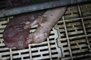 Farrowing crates at Dublin Piggery SA - Australian pig farming - Captured at Dublin Piggery, Dublin SA Australia.