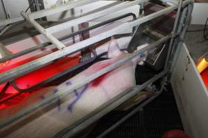 Farrowing crates at Mindarra Piggery WA - Australian pig farming - Captured at Mindarra Piggery (module 1), Boonanarring WA Australia.