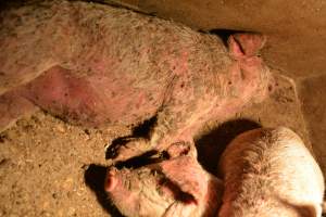 Piglets with mange - Australian pig farming - Captured at Korunye Park Piggery, Korunye SA Australia.