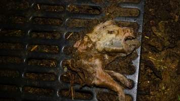 Pile of dead pigs outside - Australian pig farming - Captured at Yelmah Piggery, Magdala SA Australia.